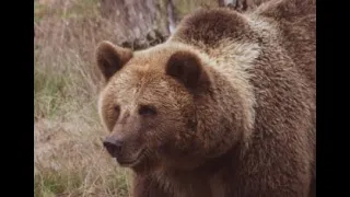 Fraser Graham Kills Grizzly With His Hunting Knife