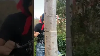 Oddly satisfying Cutting Tree 😱