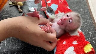 Baby Monkey DORN Having Some Banana Snack At Noon