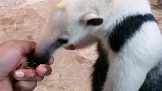 Southern Tamandua Ant-Eater