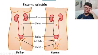 5º ano. Sistema urinário - 05/11/2020