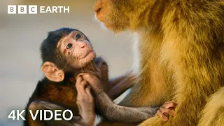 Two Hours of Amazing Animal Moments | 4K UHD | BBC Earth