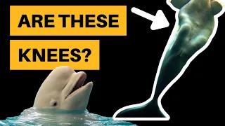 Do Beluga Whales Have Knees?