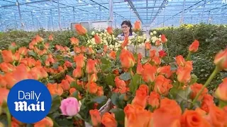 Flowers handed out in Russia for International Women's Day