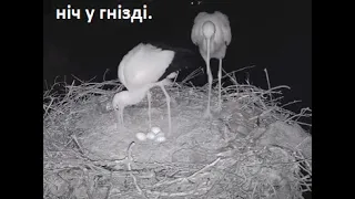 🇺🇦 Ніч у гнізді | #birdwatching  #storks