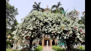 St. Peter's Church Bandra / Feast Mass St. Ignatius of Loyola Monday 31st July 2023 8:30 am