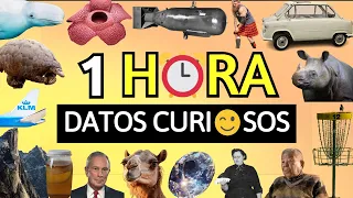 ¡1 HORA DE DATOS CURIOSOS! ⏰😯| #5 | Zarpado