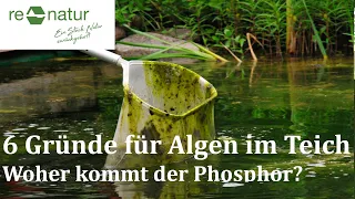 6 Gründe für Algen und Nährstoffe im Teich