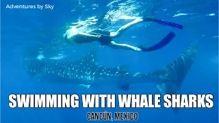 Swimming with the LARGEST shark at sea | Whale Sharks