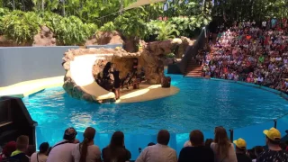 Sea Lions, Loro Parque, Tenerife