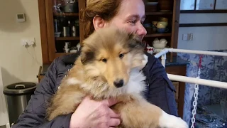 Uther's First Day - We bring home our Rough Collie Puppy! WARNING - EXTREME CUTENESS!!