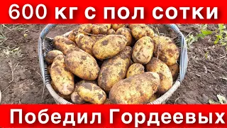 УРОЖАЙ 600 кг Американки с ПОЛ СОТКИ—ПРОТИВ 730 кг картофеля с ЦЕЛОЙ СОТКИ Гордеевых.