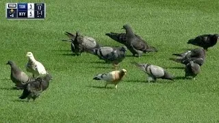 TOR@NYY: Pigeons snack on the field at Yankee Stadium