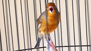 All the canaries will sing along after hearing this canary's song