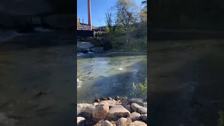 Salmon Run in Bowmanville River|Epic Salmon Spawning in the River 2020