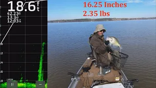 Catching A Monster Crappie!!! 16.25 inches / 2.35lbs   (Full-Screen LiveScope Footage)