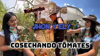 COSECHANDO  TOMATES EN RIOBAMBA / JOHN VALVERDE / ELY GUAMINGA