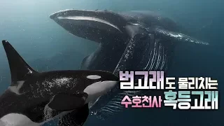 거대한 혹등고래가 바다의 천사로 불리는 이유