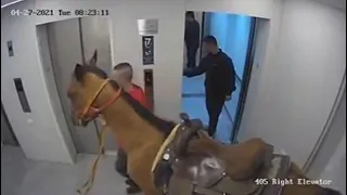 Two Men Take Horse Into Apartment Lift In Tel Aviv