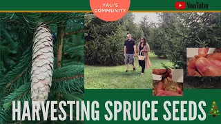 Spruce Tree - How to Harvest Spruce Seeds to Grow Your Own Christmas Tree // Yali's Community
