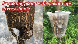 Use plastic cup to extract the plants roots quickly
