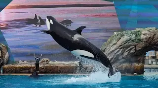 Ulises and Makani messing around (Orca Encounter February 25th)