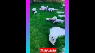 Most Famous Pomeranian Puppies Tik Tok Compilation 2021#cutedog #pupies #dog #viral #shorts