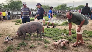 SUÍNOS DE ATÉ R$ 6,00 O Kg EM CARUARU PE, ALÉM DE CAPRINOS E OVINOS  21-05-2024  #nordeste