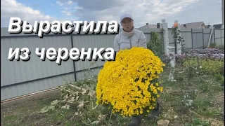 ХРИЗАНТЕМА МУЛЬТИФЛОРА. Размножение черенкованием зимой и весной. Шаровидная хризантема