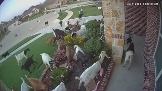 Goats take over Texas neighborhood while grazing at nearby development