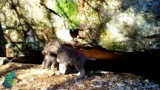 A day in the life of wolf pups part 1: just hanging out