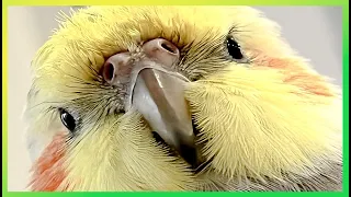 This Will Entertain Your Bird | The Bird Sanctuary | 1hr of Happy Singing