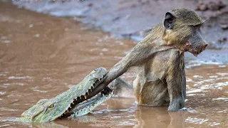 Baboon Vs Croc