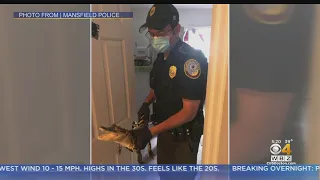 Alligator Seized From New Hampshire Home