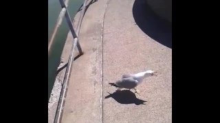 Seagull Laughing