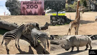 Auckland Zoo | Aotearoa, New Zealand | Wildlife
