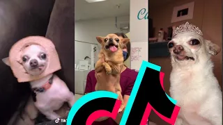 Most Funny Chihuahua TikTok Compilation | Dogs Of TikTok