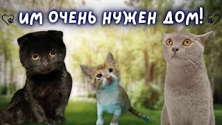 Очаровательные породистые котята ждут своих хозяев. Помощь животным.