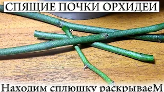 ✅ СПЯЩИЕ ПОЧКИ НА ЦВЕТОНОСЕ ОРХИДЕИ, КАК НАЙТИ И РАСКРЫТЬ?