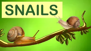 Snails | Snail Animal Facts | The Wonderful World of Invertebrates