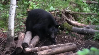 Spring Bear bowhunt in Abitibi Québec Canada