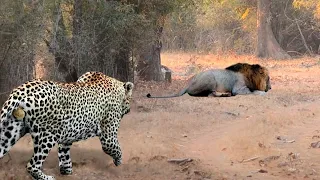 Stupid Leopard Meets Lion! Here's What Happened Next....