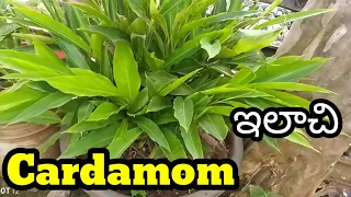 Cardamom /ఇలాచి