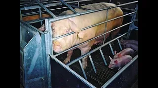 Pig Business in Northern Ireland