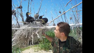 Як гніздиться великий баклан? / How to breed the Great Cormorant?