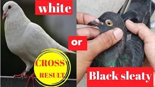 white or blacksleaty mix pigeon cross result