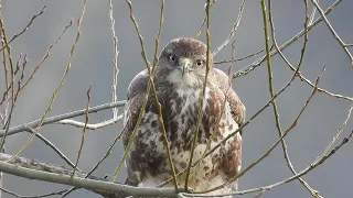 Mäusebussard an der Elbe beobachtet (28.02.)