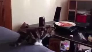 Most epic funny cats jump fails