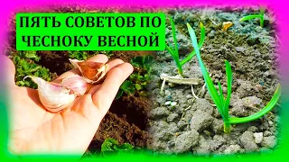 ПЯТЬ советов по ЧЕСНОКУ весной. Почему желтеют листья чеснока. Почему чеснок мелкий вырастает.