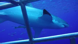 CAGE DIVING WITH GREAT WHITE SHARKS IN GUADALUPE ISLAND, MEXICO